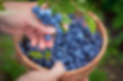 Blueberry Harvesting