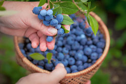 Autocueillette de petits fruits (fraises, framboises, bleuets, etc) | Rabais sur activité 2026