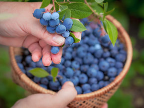 Basics for Growing Blueberry