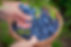 Organic Blueberries