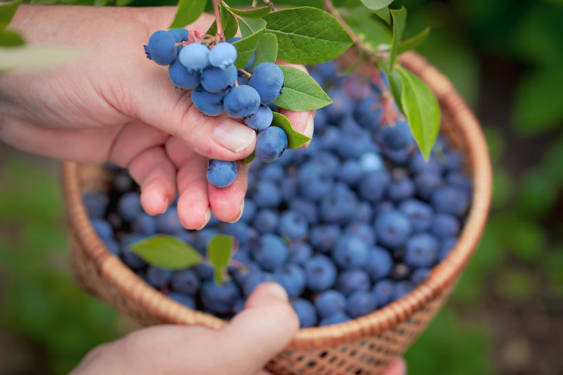 Récolte des bleuets