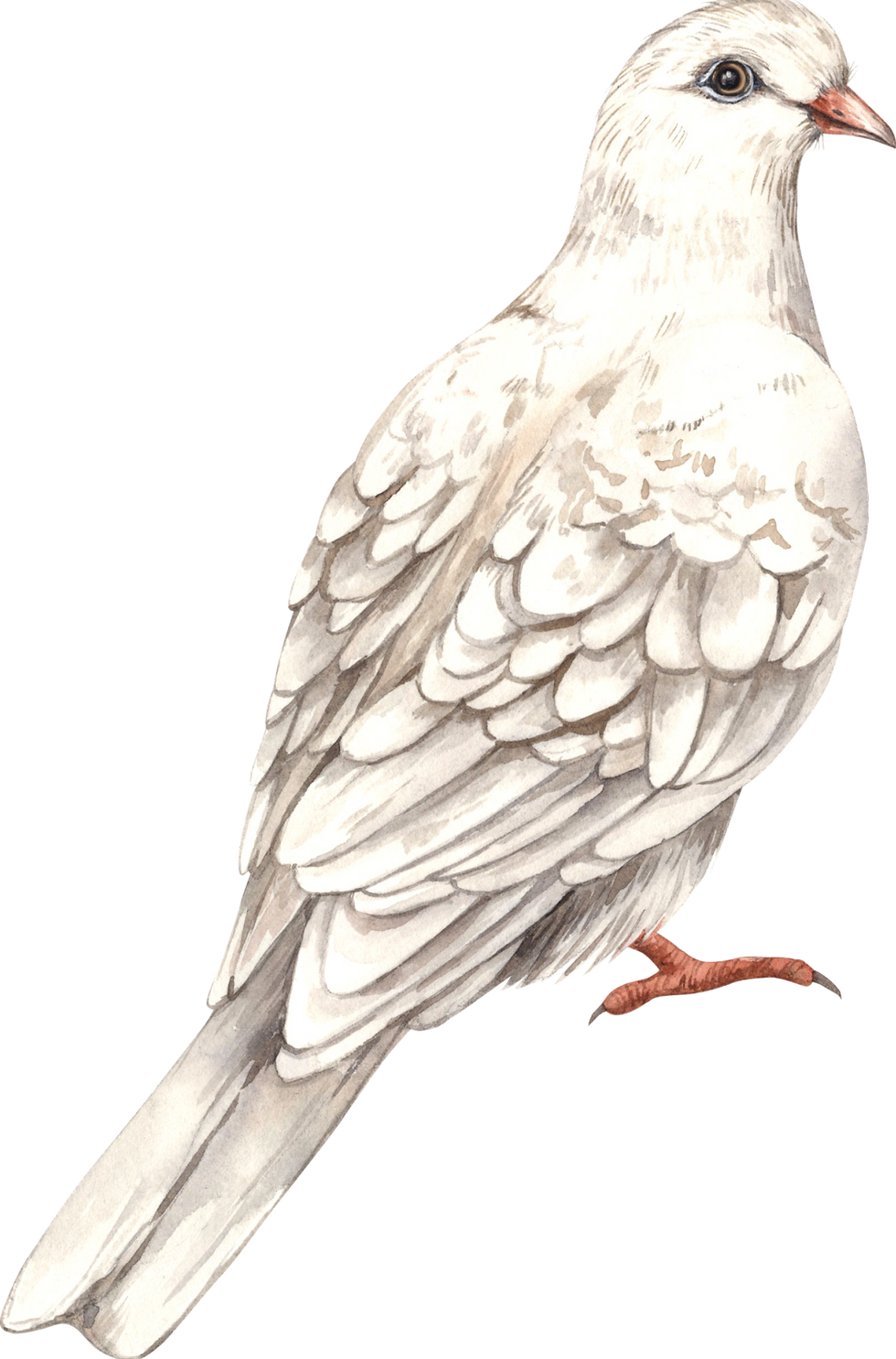 White Dove Drawing