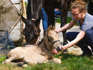 Das Leben ist ein Ponyhof
