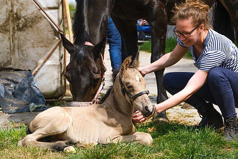 Newborn Foal