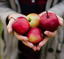 Picked Red Apples