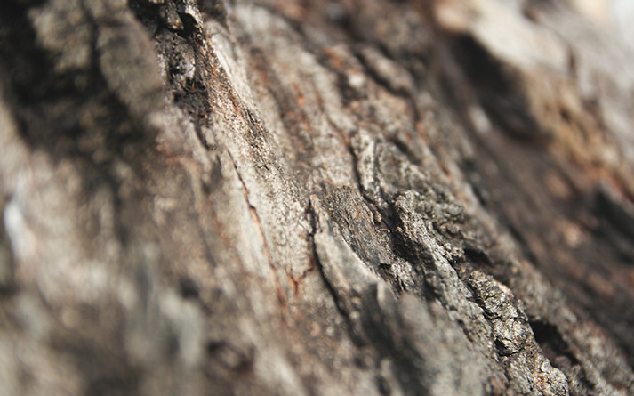 Tree Texture
