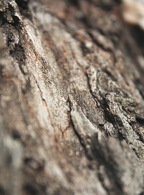 Tree Fertilization in Michigan