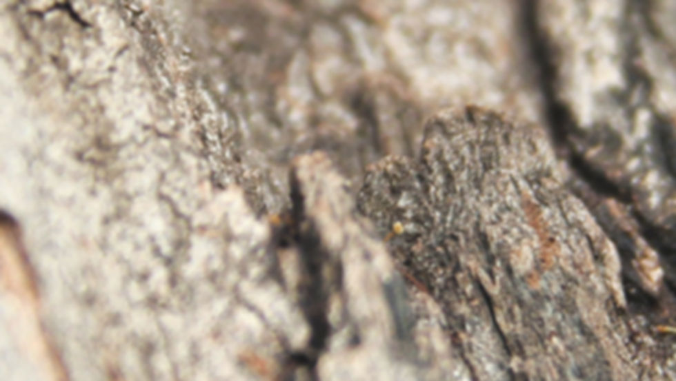 Tree Texture