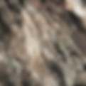 Tree Texture