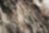 Tree Texture