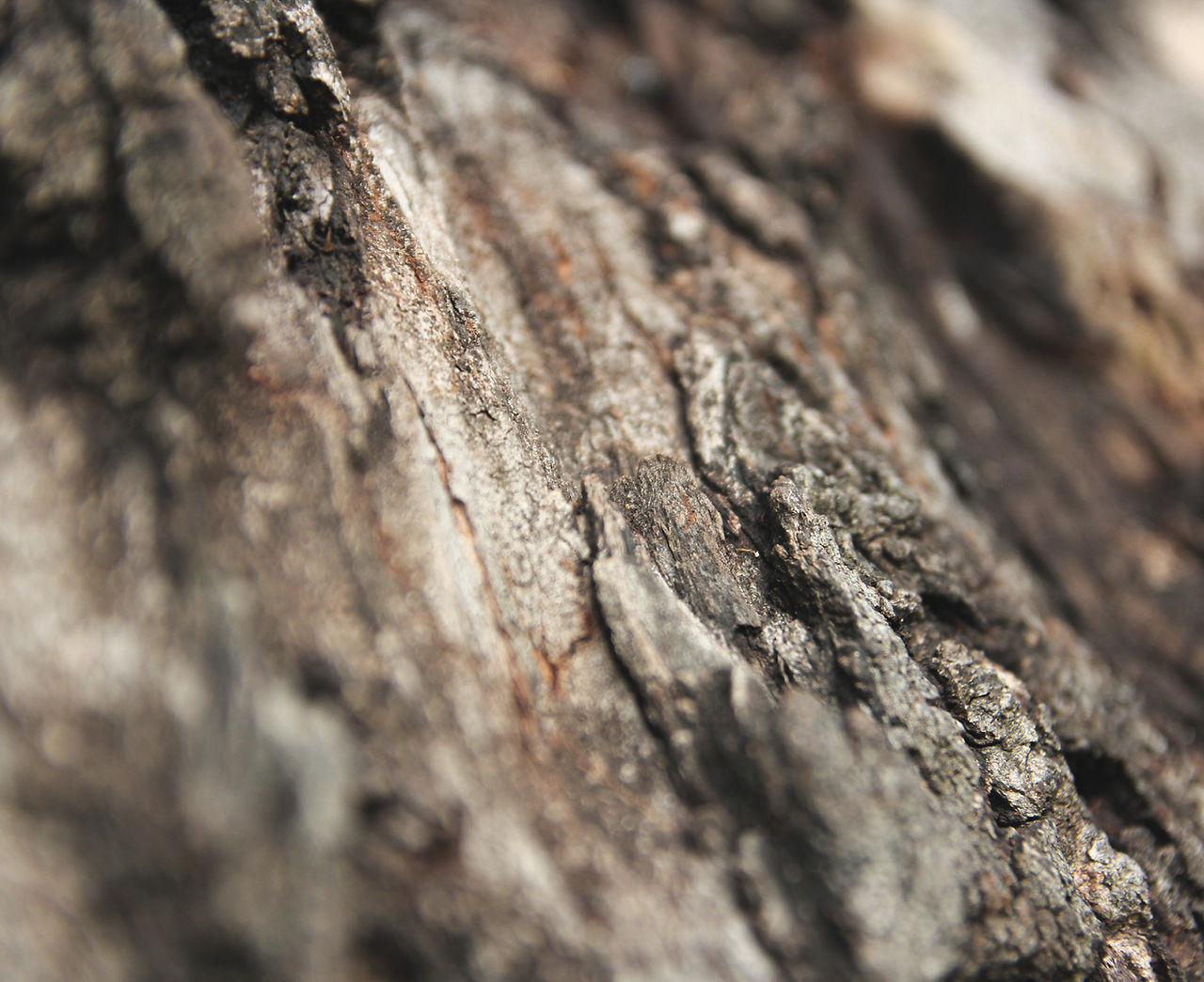 Tree Texture