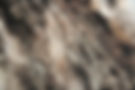 Tree Texture