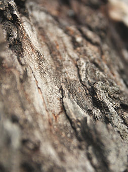 Tree Texture