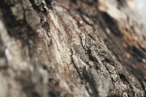 Close-Up Tree Bark