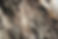 Tree Texture
