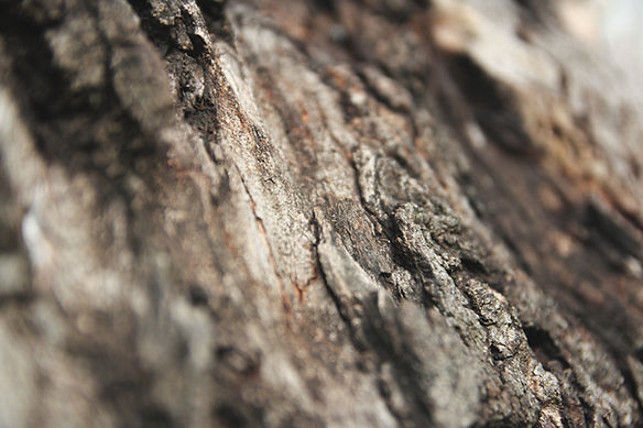 Tree Texture
