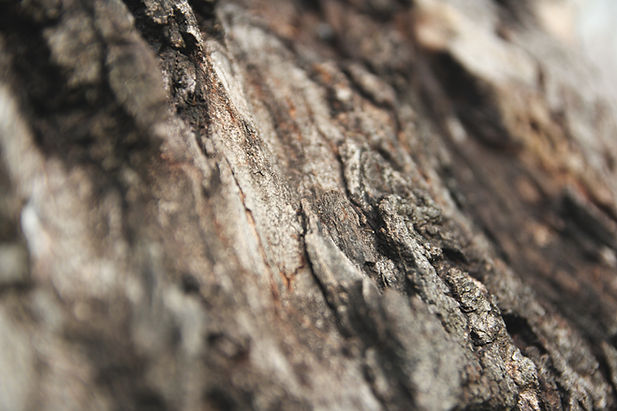 Tree Texture
