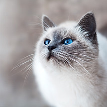 Cat With Blue Eyes