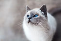 Gato com olhos azuis