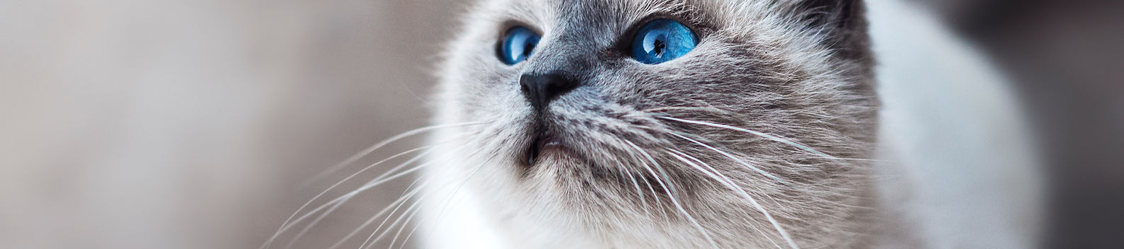 Chat aux yeux bleus
