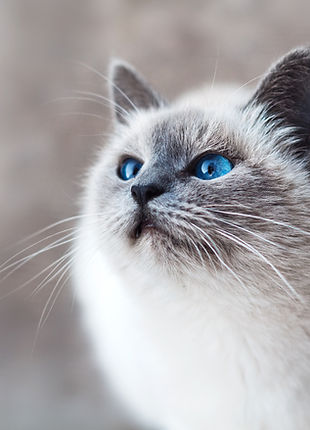 Cat With Blue Eyes