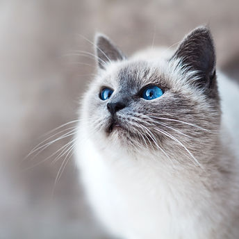 Cat With Blue Eyes