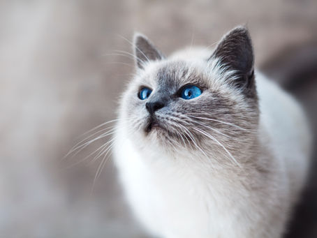 Purr-fectly Pampered: A Guide to Cat Grooming