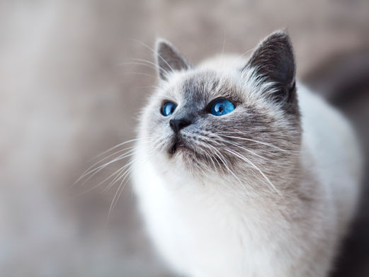 After 12 years away, a British cat returns home to its owner