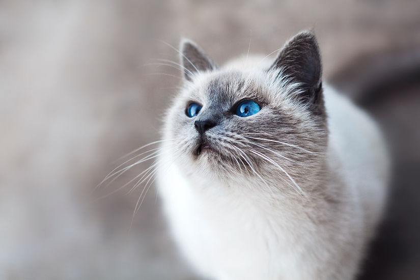 Cat With Blue Eyes