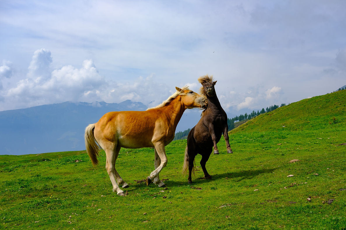 Horses in the pasture