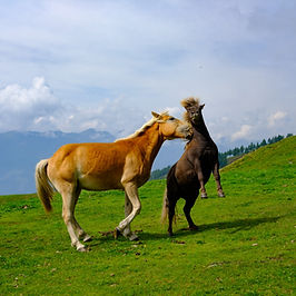Horses in the pasture