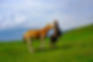 Chevaux dans le pâturage