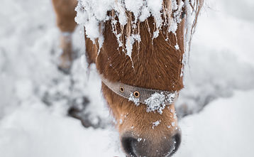 Pferd
