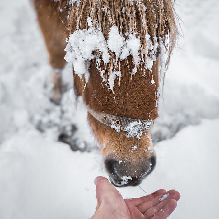 Caballo