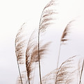 Swaying Tall Grasses