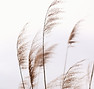 Fragile Pampas