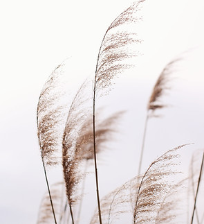 Fragile Pampas