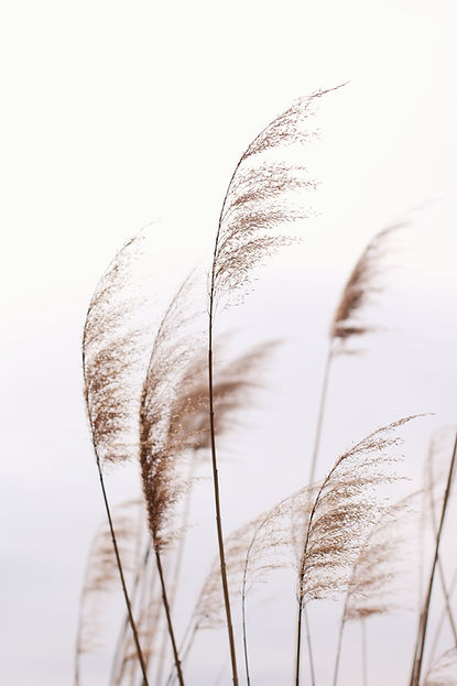 Fragile Pampas
