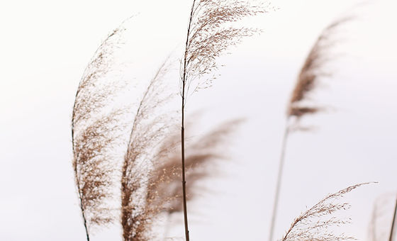 Fragile Pampas
