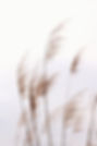 Fragile Pampas