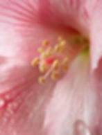 Pink Flower Closeup