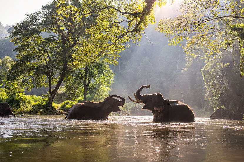Two elephants splashing water