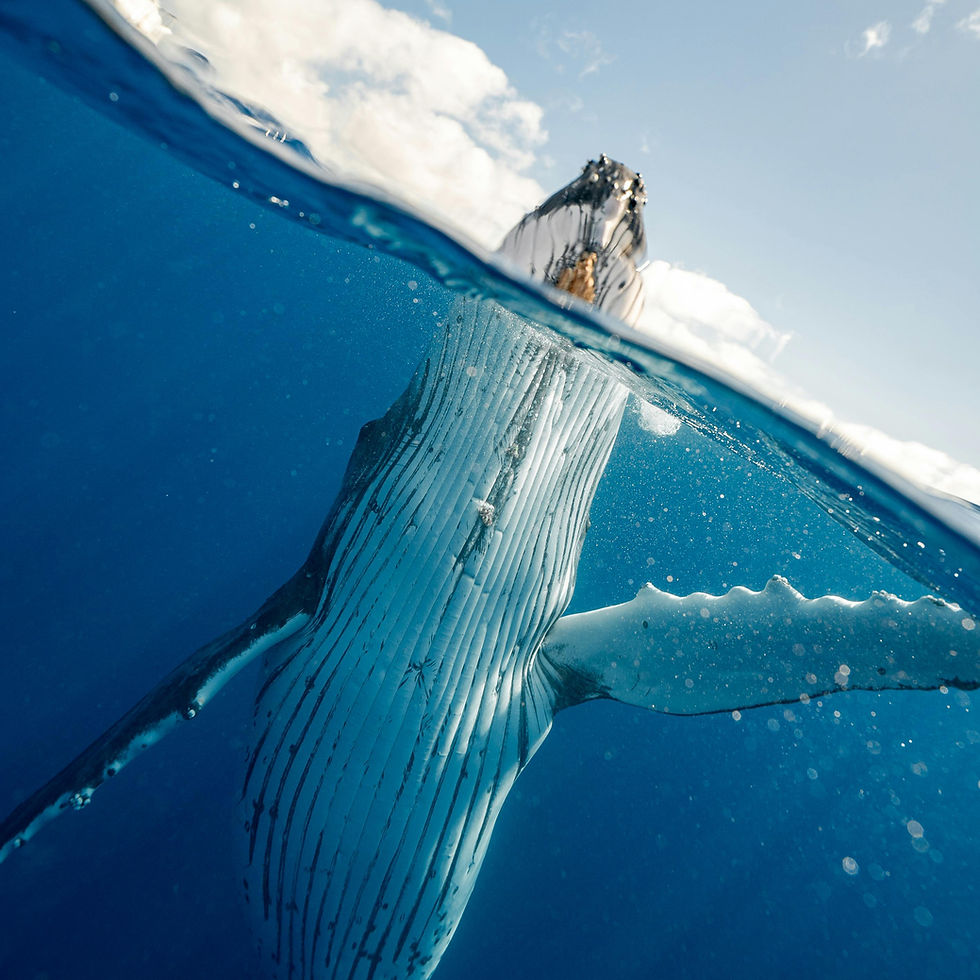 Underwater Whale Perspective