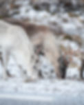 Rendier sneeuw Lapland