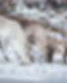 Reindeer