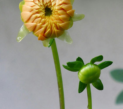 Yellow Flower Close-up