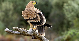 Increasing global demand for beef and dairy is driving birds of prey to extinction