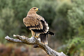 oiseau