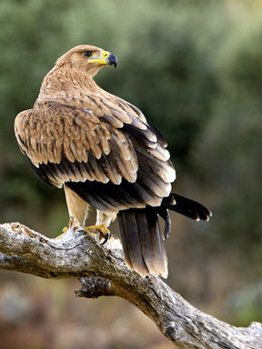 El viaje de un águila: consciencia plena y el manejo de la ansiedad