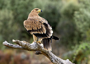 Descubre la emoción del avistamiento de aves, incluyendo majestuosas rapaces, en nuestro santuario natural. Sumérgete en la belleza de la naturaleza mientras observas a estas magníficas criaturas en su hábitat natural. Una experiencia inolvidable para los amantes de la vida silvestre y la aventura al aire libre.